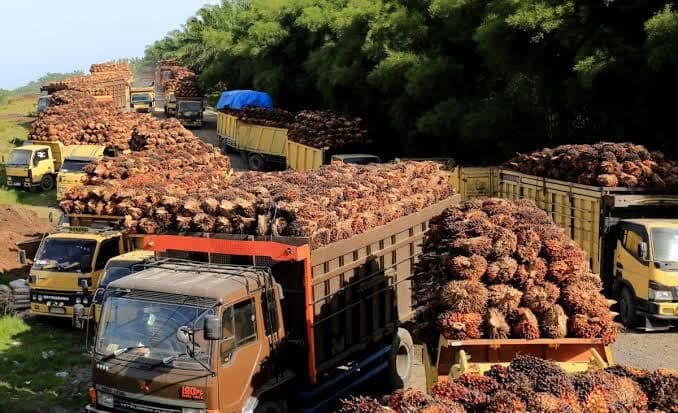 Harga TBS Sawit Mitra Swadaya Riau Naik, Usia 9 Tahun Tembus Rp3.857 per Kg