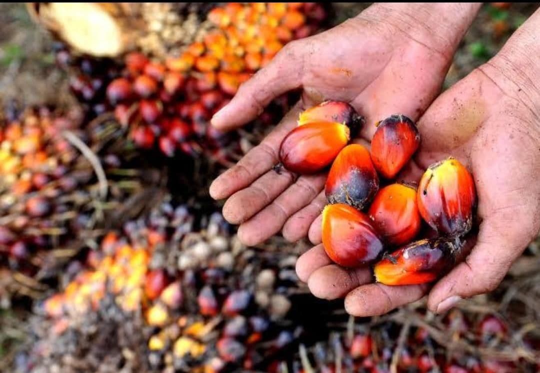 Harga TBS Kelapa Sawit Lampung Periode I Mei 2026 Bergerak Turun, Berikut Daftar Lengkapnya