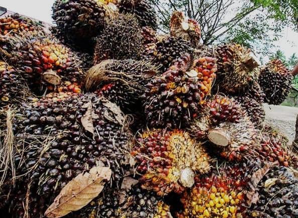 Harga TBS Sawit Sumut Naik pada Periode 20–26 Mei 2026