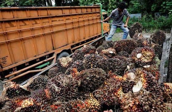 Harga Sawit Turun, Benarkah Akibat Pengumuman Prabowo Soal Ekspor Satu Pintu?