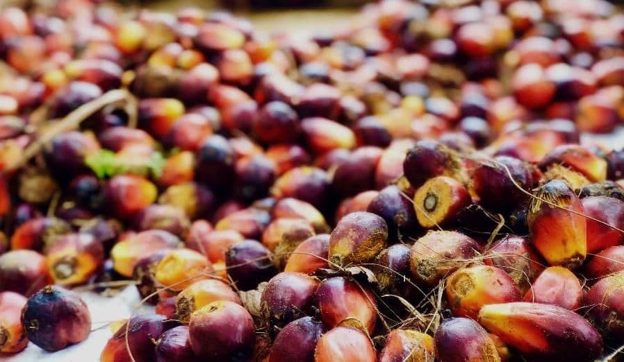 Harga TBS Kelapa Sawit Aceh Barat dan Aceh Timur Periode 21 Mei – 9 Juni 2026