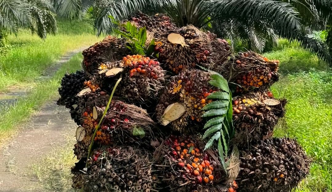 Daftar Harga TBS Kalimantan Selatan Periode II Mei 2026, Turun Dibanding Periode Sebelumnya 