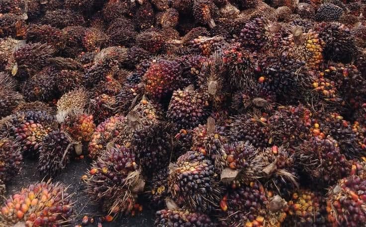Harga Sawit Rakyat di Dharmasraya Anjlok, Bupati Minta PKS Tak Bermain Harga