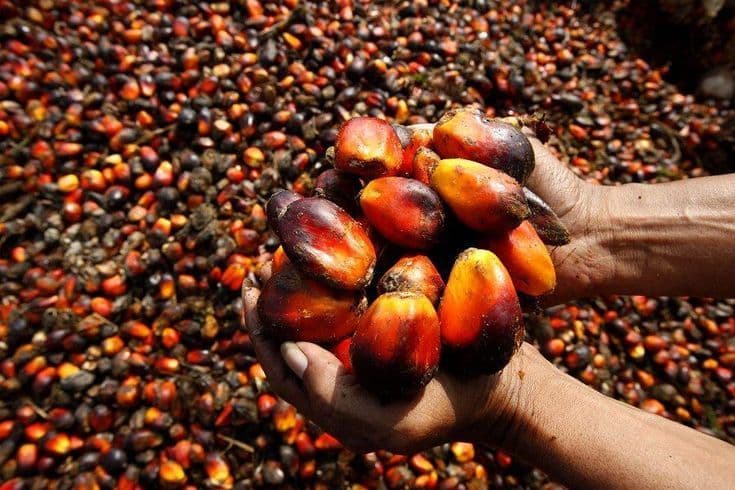 Harga TBS Sawit Sumbar Periode 1–7 Juni 2026 Ditetapkan, Tertinggi Rp3.855,31/Kg