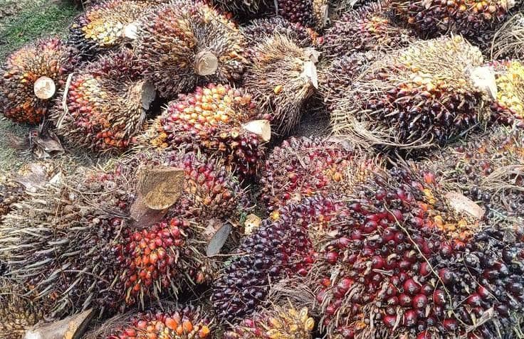 Harga TBS Plasma Sumatera Utara Periode 3–9 Juni 2026 Naik, Kelompok Umur 21 Tahun Tertinggi Rp3.456,72/Kg