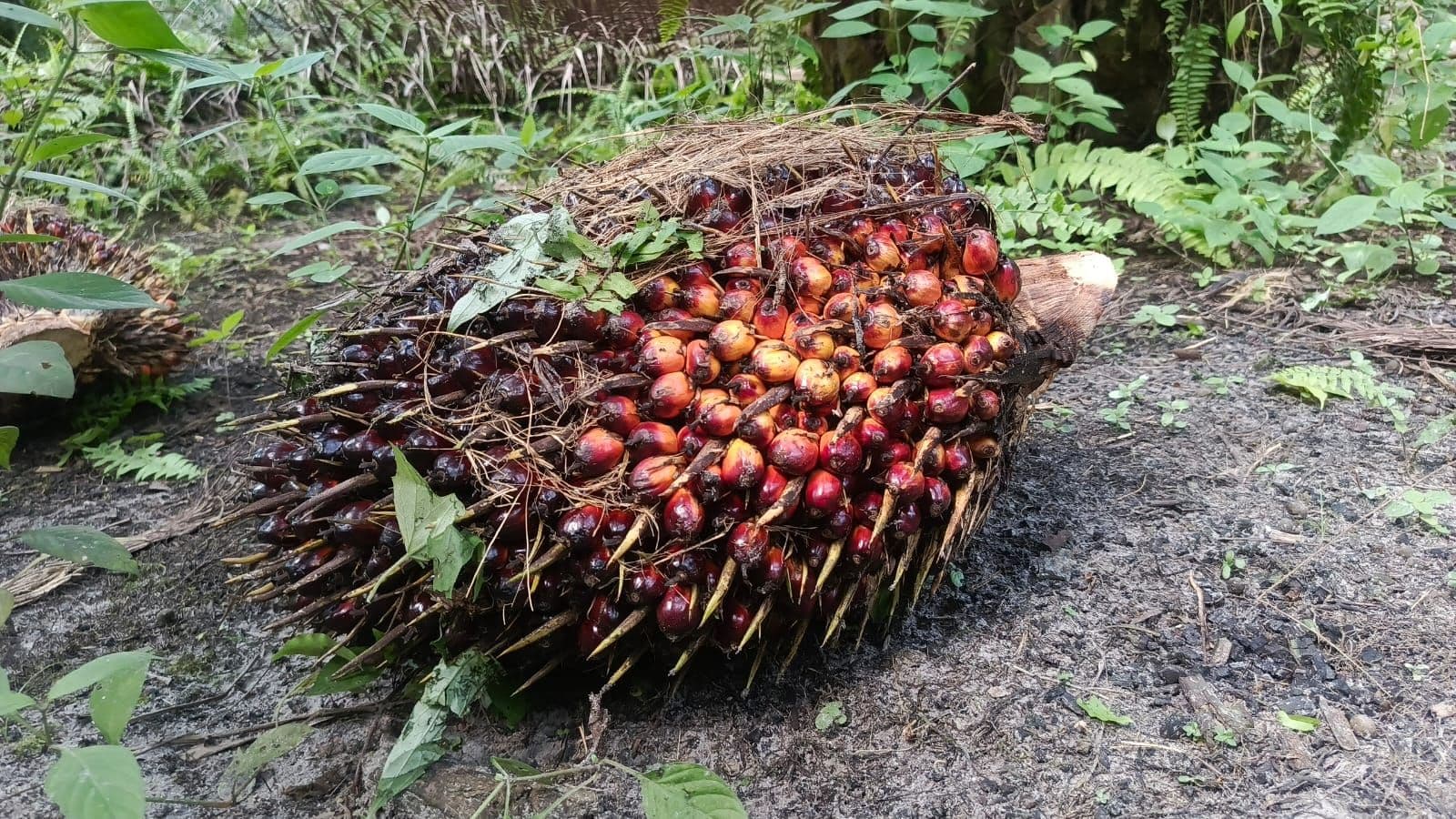 Harga TBS Sawit Jambi Periode 12–18 Juni 2026 Naik, Tembus Rp3.706,67 per Kg untuk Umur 10–20 Tahun