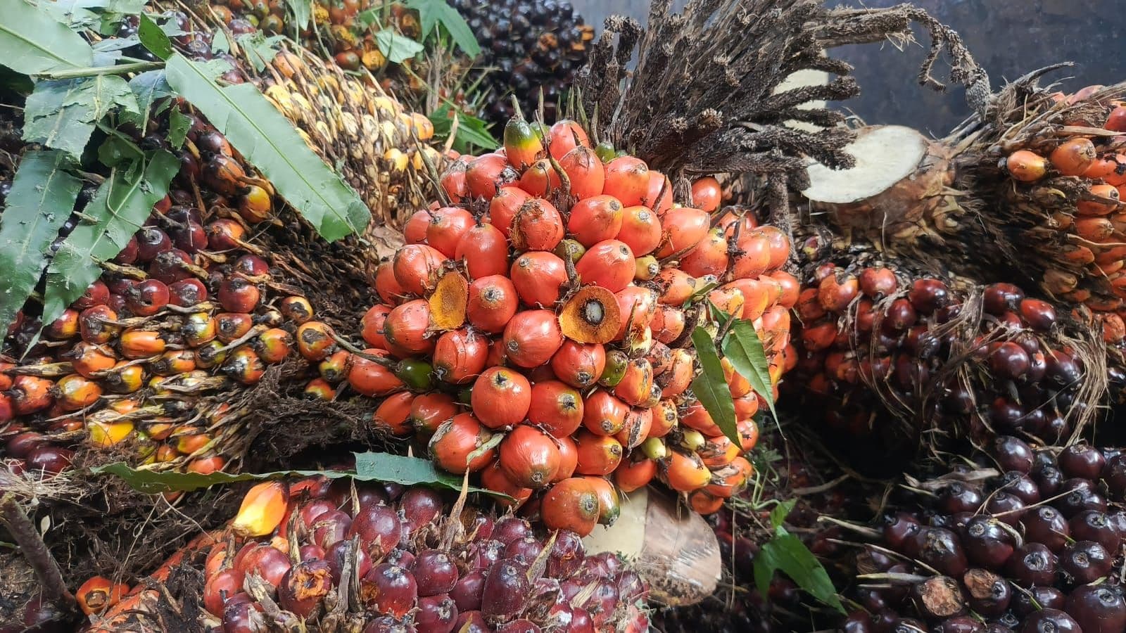 Harga TBS Sawit Aceh Periode 4–16 Juni 2026