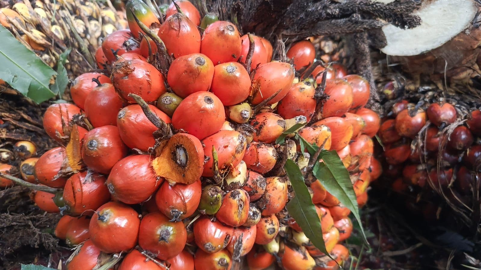 Harga Sawit Kalbar Menguat, TBS Umur Produktif Capai Rp3.446,65/Kg
