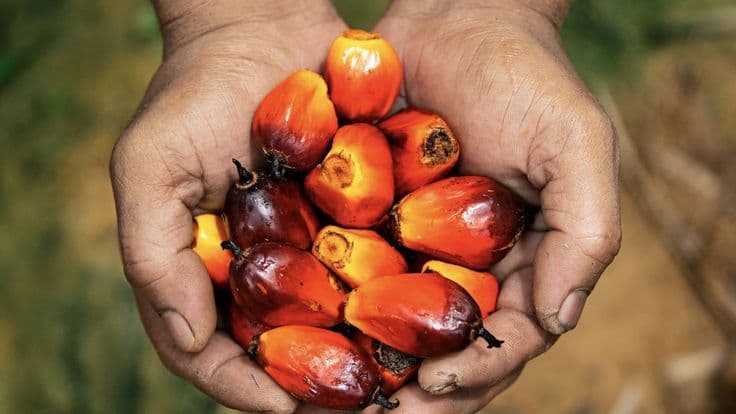 Harga TBS Sawit Plasma Turun, Swadaya Naik; Riau Tertinggi dan Papua Terendah