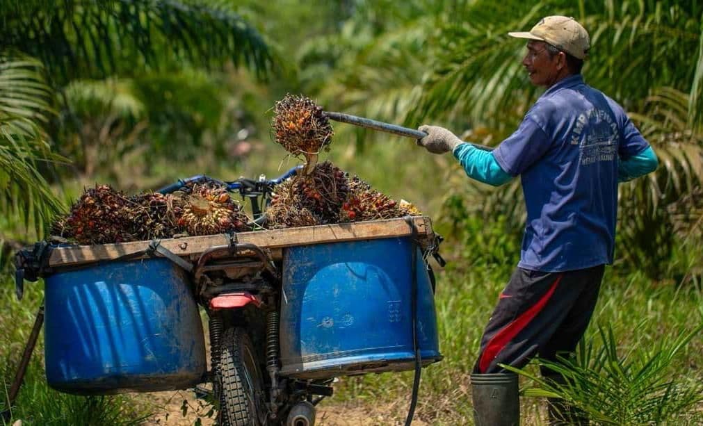 Daftar Harga TBS Sawit Bengkulu Periode II Juni 2026, Usia Produktif Ditetapkan Rp3.321,51 per Kilogram