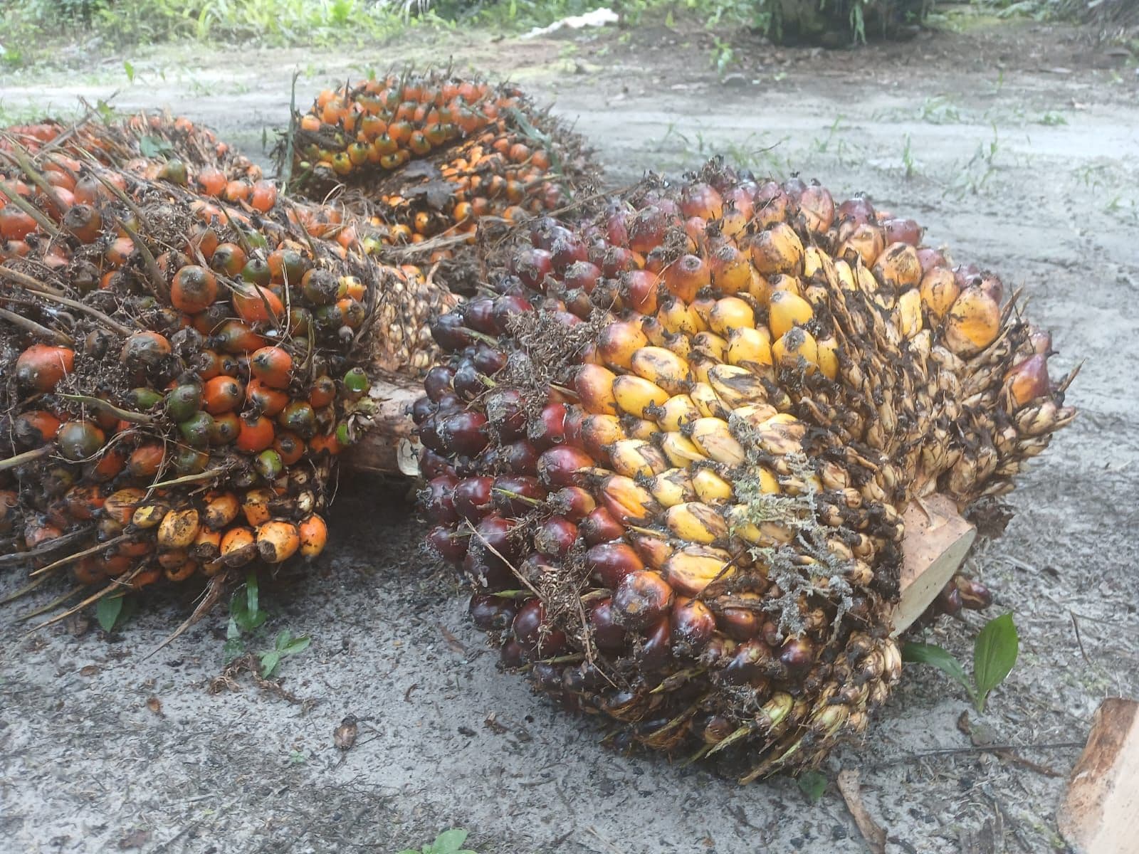 Harga TBS Sawit Sumsel Periode II Juni 2026