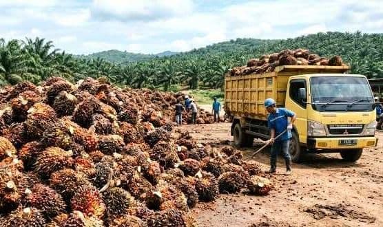 Harga TBS Kelapa Sawit Sumatera Barat Periode IV Juni 2026