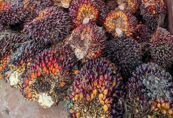 Harga TBS Kelapa Sawit Mitra Plasma Sumut Periode 24–30 Juni 2026