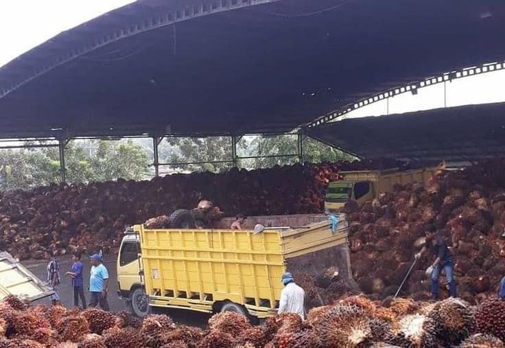 Agus Pakpahan Perkenalkan Koperasi Kuantum Syariah untuk Sawit Rakyat