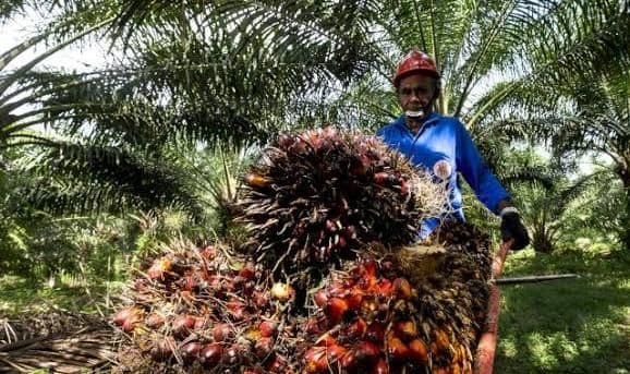 Rektor IKOPIN University Sebut Dualisme Ekonomi Kolonial Masih Membelenggu Sawit Indonesia