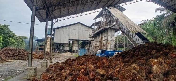 Gapki: Pengawasan Ekspor Sawit Sudah Ketat, Penegakan Hukum terhadap Under Invoicing Perlu Diperkuat