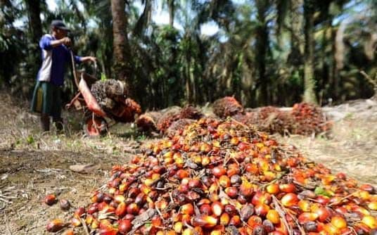 Harga TBS Sawit Kemitraan Swadaya Riau Awal Juli Naik Rp73,77/Kg