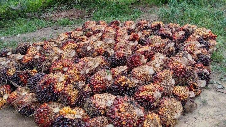 Harga TBS Sawit Kalimantan Timur Periode II Juni 2026, Tertinggi Rp3.469,60/Kg untuk Umur 10–20 Tahun 