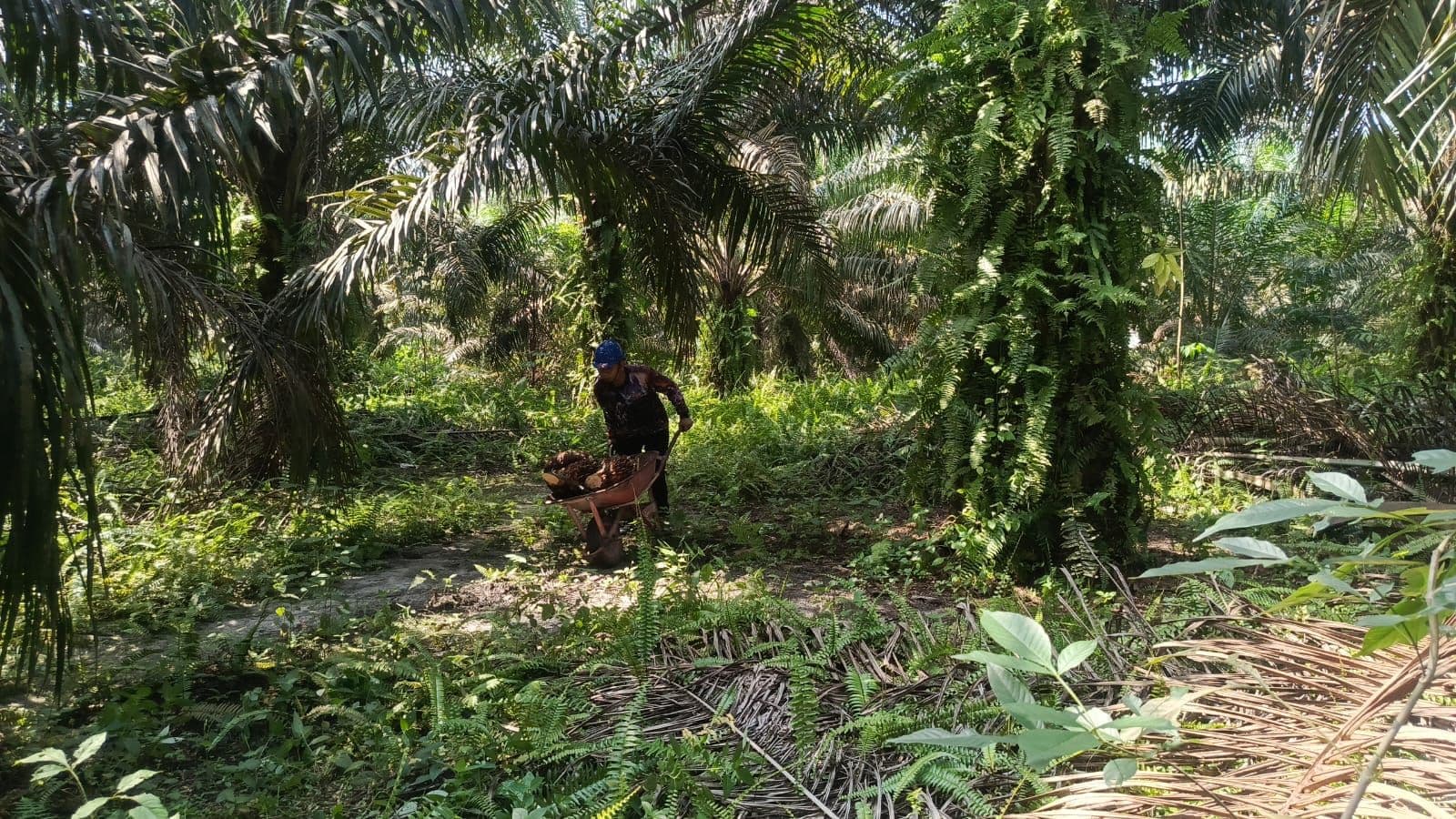 Setelah Riau, Wacana Pajak Air Permukaan untuk Kebun Sawit Muncul di Bengkulu