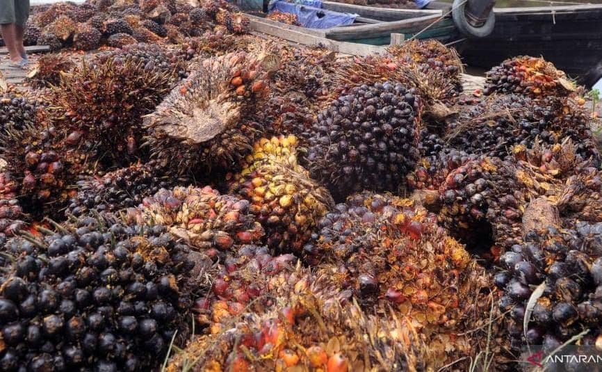 Kemendag Tetapkan Harga Referensi CPO Juli 2026 Turun 2,78% Jadi US$1.000,90 per MT