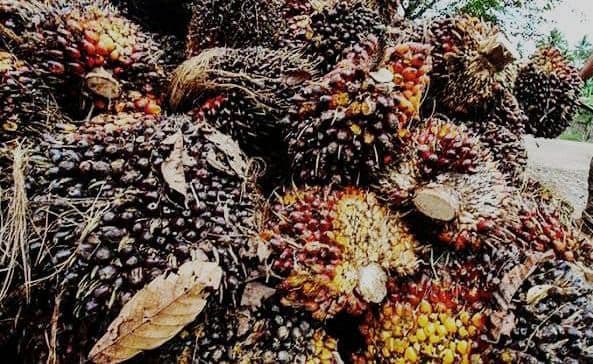 Harga TBS Sawit Plasma Riau Periode 8–14 Juli 2026 Naik, Usia 9 Tahun Capai Rp3.859,87 per Kg
