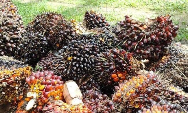 Setelah Sempat Anjlok, Harga TBS Sawit Berangsur Pulih di Sejumlah Daerah