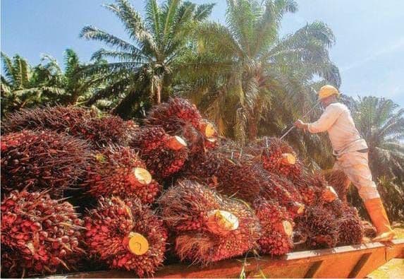 TBS Sawit Swadaya Riau Kembali Menguat, Harga Tertinggi Tembus Rp3.832,75/Kg