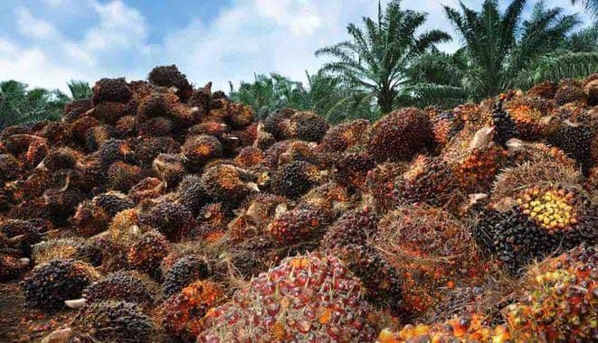 Harga TBS Sawit Plasma Riau Naik Rp31,11/Kg, Capai Rp3.890,97/Kg untuk Umur 9 Tahun