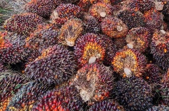 Harga TBS Sawit Kaltim Naik pada Periode I Juli 2026, Dipicu Penguatan Harga CPO Global