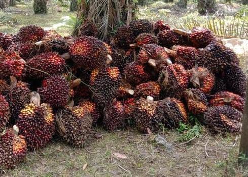 Harga CPO Bursa Malaysia Menguat, Ditopang Ringgit Melemah dan Optimisme Permintaan