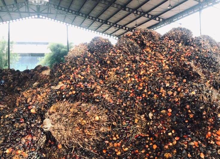 Harga TBS Sawit Lampung Naik hingga Rp3.413,50 per Kilogram