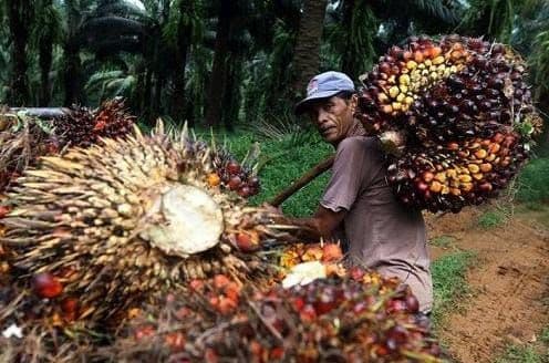 Petani Sawit Didorong Jadi Mitra Setara Agrinas, Bukan Sekadar Vendor