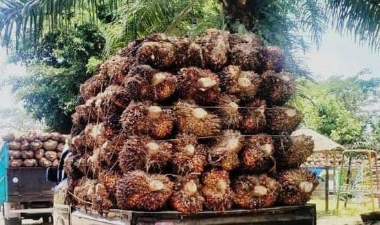Harga TBS Sawit Kemitraan  Swadaya Riau Naik, Umur 9 Tahun Tembus Rp3.846 per Kg