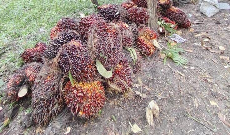 Harga CPO Malaysia Diproyeksi Tembus 4.650 Ringgit per Ton pada Agustus