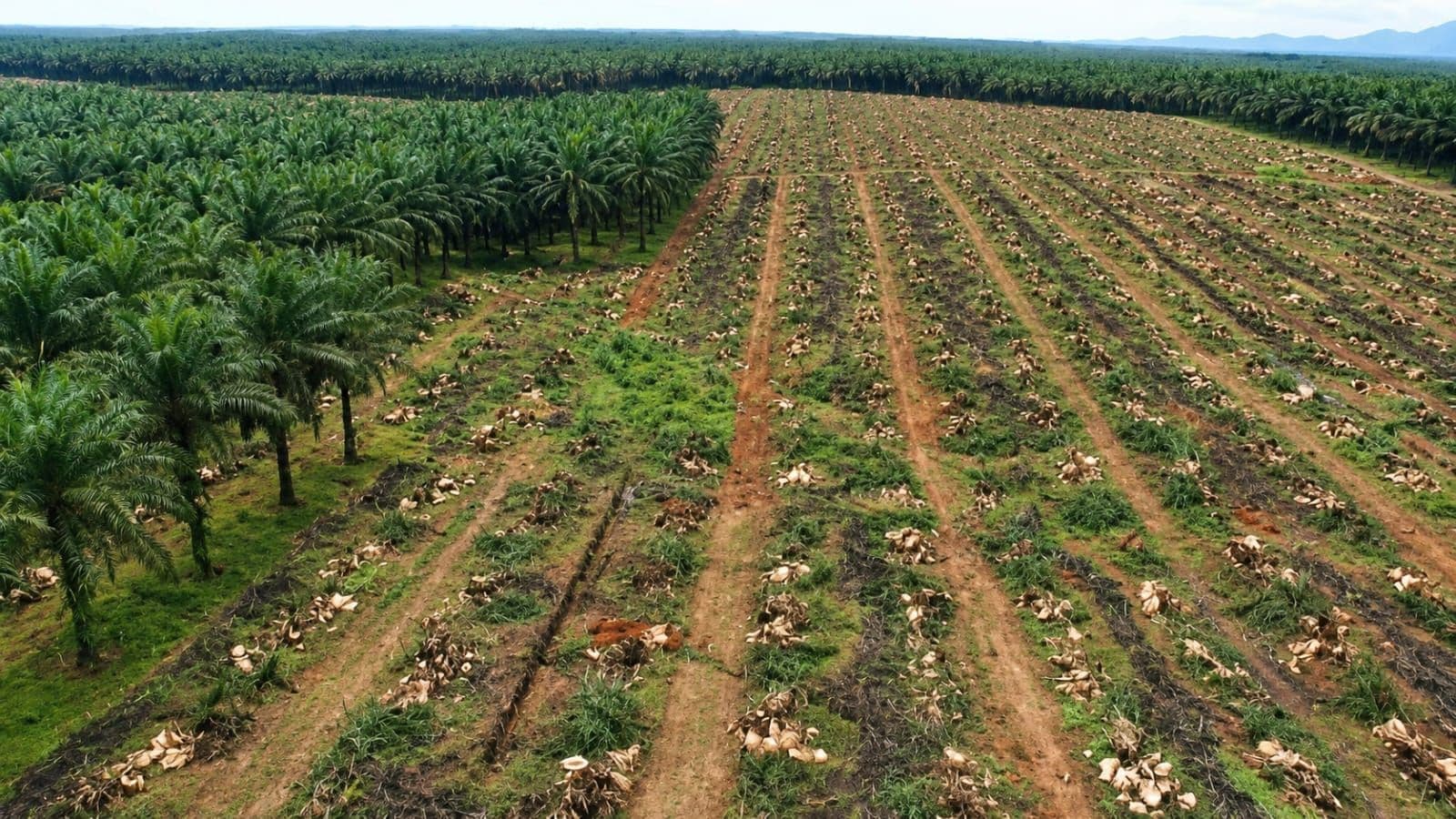 Legalitas Lahan Menghambat Peremajaan 7.800 Hektare Sawit Rakyat di Jambi