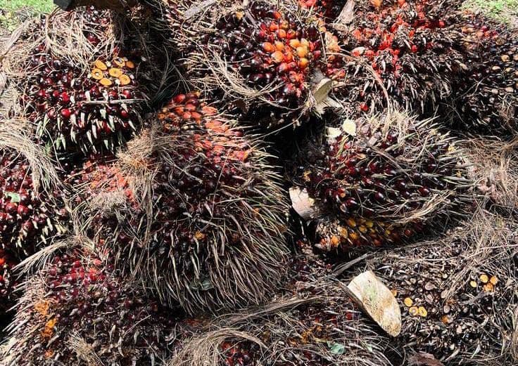 Harga TBS Sawit Jambi Naik hingga Rp64,67 per Kilogram untuk Periode 24-30 Juli 2026