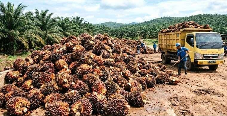 Indonesia Upayakan Sawit Lolos dari Tarif Tambahan AS, Airlangga: “Sedang Diproses di Sana”