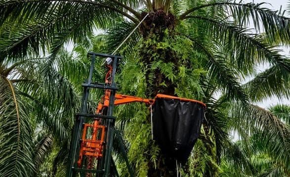 Universitas Pancasila Kembangkan PALMA-X, Mesin Panen Sawit Penangkap TBS