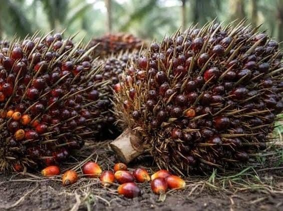 Harga TBS Mitra Plasma Sumut Turun Tipis, Usia 10–20 Tahun Dipatok Rp3.962,27/Kg