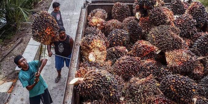 Harga TBS Sawit Jambi Periode 31 Juli–6 Agustus 2026 Naik, Tertinggi Capai Rp3.941,73/Kg