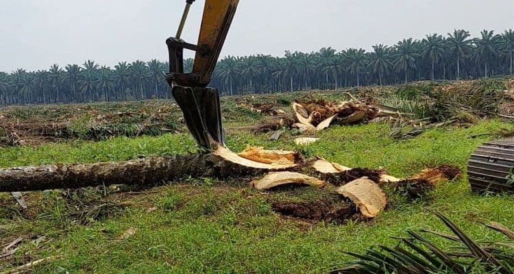 BPDP Gelontorkan Rp168,16 Miliar untuk PSR Tahap V, Libatkan 19 Kelembagaan Pekebun