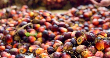 Harga TBS Sawit Kalbar Periode IV Juli 2026 Naik, Tembus Rp3.671,49 per Kg