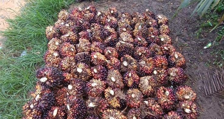 Ranking Harga TBS Nasional: Riau Kembali Pimpin, Rata-rata Harga Plasma Capai Rp3.521/Kg
