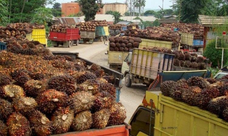 B50 dan Ancaman El Niño Diproyeksikan Menjaga Harga CPO Tetap Tinggi Sepanjang 2026