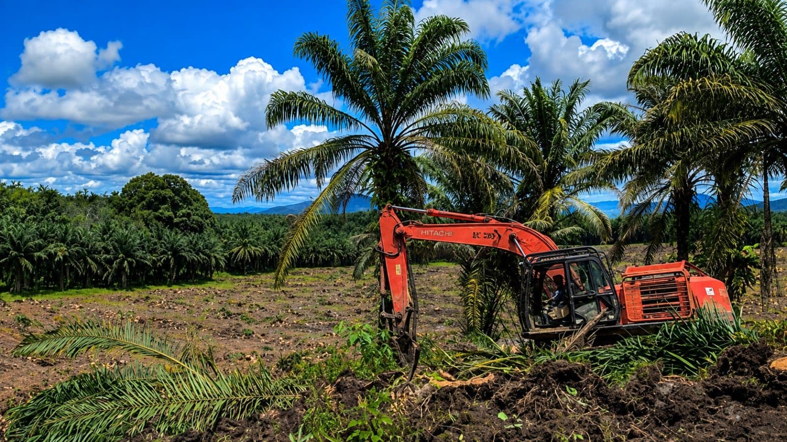 Ketapang Jadi Penerima DBH Sawit Terbesar 2025, Riau Tempatkan Lima Kabupaten di Jajaran Teratas