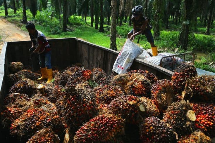 Harga TBS Plasma Riau Tembus Rp4.011,82/Kg untuk Umur 9 Tahun