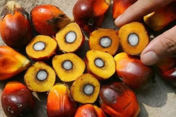 Harga TBS Sawit Kaltara Periode I Agustus 2026, Tertinggi Rp3.402,26/Kg