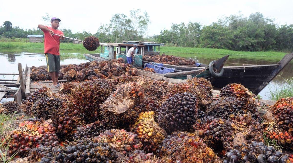 GAPKI Ingatkan Risiko DHE 50 Persen terhadap Arus Kas Industri Sawit