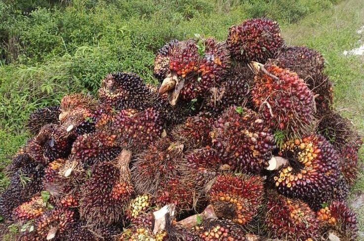 Harga TBS Riau Turun Rp61,75/Kg, Umur 9 Tahun Jadi Rp3.874,89 