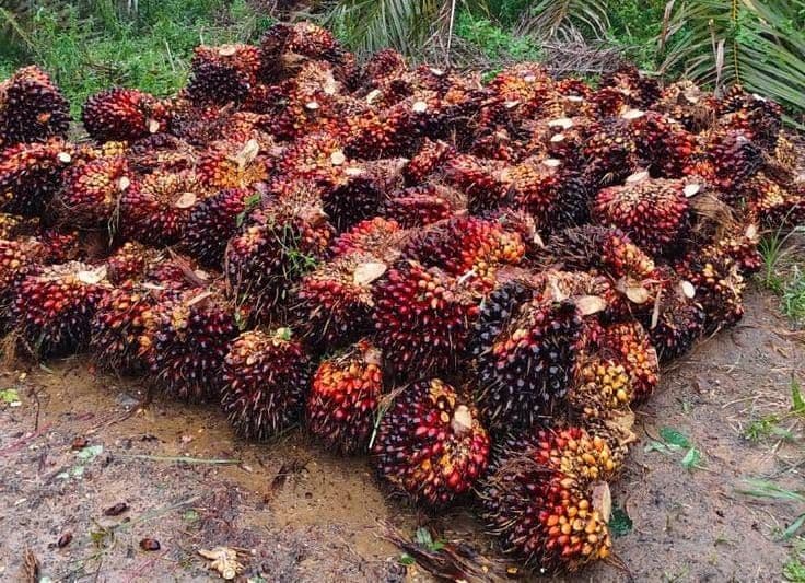 Harga TBS Plasma Riau Juga Turun: Merosot Rp70-an, Pecah dari Banderol Rp4.000